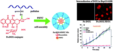Graphical abstract: pH-Sensitive pullulan–DOX conjugate nanoparticles for co-loading PDTC to suppress growth and chemoresistance of hepatocellular carcinoma