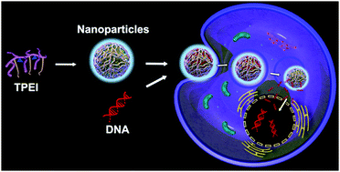Graphical abstract: Micelle-like luminescent nanoparticles as a visible gene delivery system with reduced toxicity
