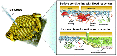 Graphical abstract: Bioengineered mussel glue incorporated with a cell recognition motif as an osteostimulating bone adhesive for titanium implants