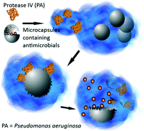 Graphical abstract: Bacteria-triggered degradation of nanofilm shells for release of antimicrobial agents