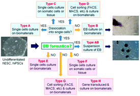 Graphical abstract: Physical cues of cell culture materials lead the direction of differentiation lineages of pluripotent stem cells