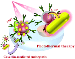 Graphical abstract: Plasmon-induced hyperthermia: hybrid upconversion NaYF4:Yb/Er and gold nanomaterials for oral cancer photothermal therapy
