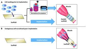Graphical abstract: Strategies for skeletal muscle tissue engineering: seed vs. soil