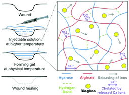 Graphical abstract: Design of a thermosensitive bioglass/agarose–alginate composite hydrogel for chronic wound healing