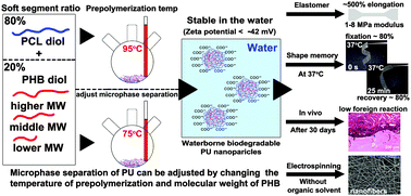 Graphical abstract: Synthesis and characterization of waterborne polyurethane containing poly(3-hydroxybutyrate) as new biodegradable elastomers