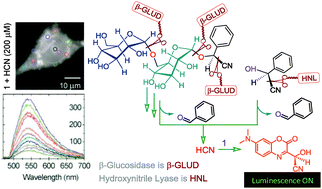 Graphical abstract: Fluorescent probes for the detection of cyanide ions in aqueous medium: cellular uptake and assay for β-glucosidase and hydroxynitrile lyase