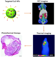 Graphical abstract: Theranostic CuS nanoparticles targeting folate receptors for PET image-guided photothermal therapy