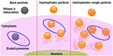 Graphical abstract: Understanding the contribution of surface roughness and hydrophobic modification of silica nanoparticles to enhanced therapeutic protein delivery