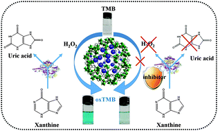 Graphical abstract: Prussian blue nanoparticles encapsulated inside a metal–organic framework via in situ growth as promising peroxidase mimetics for enzyme inhibitor screening