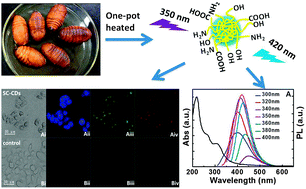 Graphical abstract: Green preparation of nitrogen-doped carbon dots derived from silkworm chrysalis for cell imaging