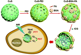 Graphical abstract: Protein-modified hollow copper sulfide nanoparticles carrying indocyanine green for photothermal and photodynamic therapy