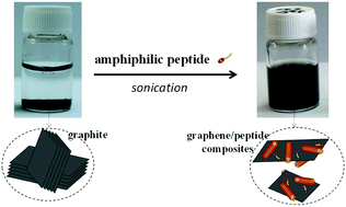 Graphical abstract: Direct exfoliation of graphite into graphene in aqueous solutions of amphiphilic peptides