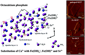 Graphical abstract: Synthesis and structure of iron- and strontium-substituted octacalcium phosphate: effects of ionic charge and radius
