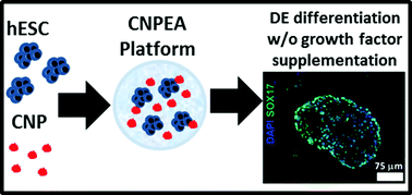 Graphical abstract: Alginate encapsulation of chitosan nanoparticles: a viable alternative to soluble chemical signaling in definitive endoderm induction of human embryonic stem cells