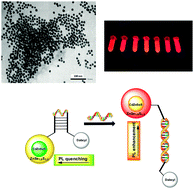 Graphical abstract: Gradient band gap engineered alloyed quaternary/ternary CdZnSeS/ZnSeS quantum dots: an ultrasensitive fluorescence reporter in a conjugated molecular beacon system for the biosensing of influenza virus RNA