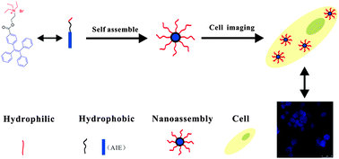 Graphical abstract: Aggregation induced emission amphiphile with an ultra low critical micelle concentration: fabrication, self assembling, and cell imaging