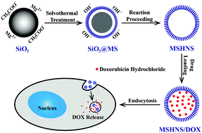 Graphical abstract: Templated solvothermal synthesis of magnesium silicate hollow nanospheres with ultrahigh specific surface area and their application in high-performance protein adsorption and drug delivery