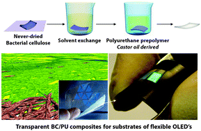 Graphical abstract: Transparent composites prepared from bacterial cellulose and castor oil based polyurethane as substrates for flexible OLEDs
