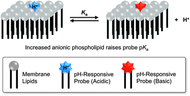 Graphical abstract: Using membrane composition to fine-tune the pKa of an optical liposome pH sensor