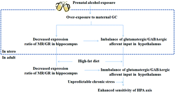 Graphical abstract: Prenatal ethanol exposure induces an intrauterine programming of enhanced sensitivity of the hypothalamic–pituitary–adrenal axis in female offspring rats fed with post-weaning high-fat diet