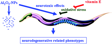 Graphical abstract: Vitamin E ameliorates neurodegeneration related phenotypes caused by neurotoxicity of Al2O3-nanoparticles in C. elegans