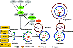 Graphical abstract: Autophagy as the effector and player in DNA damage response of cells to genotoxicants