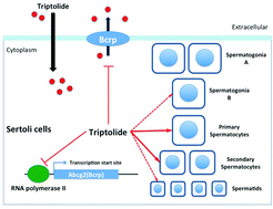 Graphical abstract: The role of breast cancer resistance protein (Bcrp/Abcg2) in triptolide-induced testis toxicity