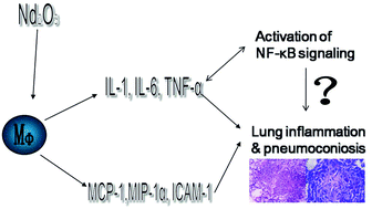 Graphical abstract: Activation of NF-κB signaling in rare earth neodymium oxide particle-induced acute lung injury