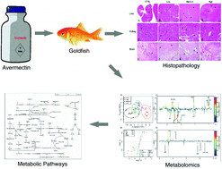 Graphical abstract: Insight into biological system responses in goldfish (Carassius auratus) to multiple doses of avermectin exposure by integrated 1H NMR-based metabolomics