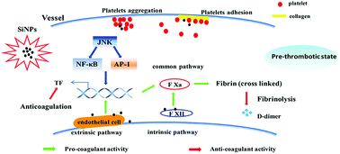 Graphical abstract: Silica nanoparticles induced the pre-thrombotic state in rats via activation of coagulation factor XII and the JNK-NF-κB/AP-1 pathway