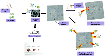 Graphical abstract: Targeted delivery of “copper carbonate” nanoparticles to cancer cells in vivo