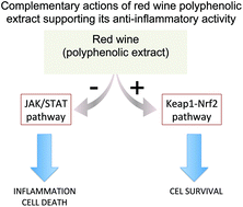 Graphical abstract: Red wine polyphenol extract efficiently protects intestinal epithelial cells from inflammation via opposite modulation of JAK/STAT and Nrf2 pathways