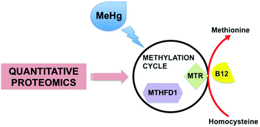 Graphical abstract: A quantitative proteomic approach for unveiling novel mechanisms associated with MeHg-induced toxicity: effects on the methylation cycle