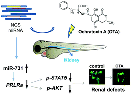 Graphical abstract: Mycotoxin ochratoxin A disrupts renal development via a miR-731/prolactin receptor axis in zebrafish