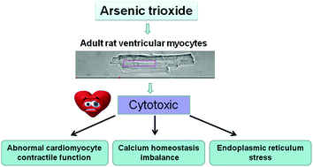 Graphical abstract: Arsenic trioxide triggered calcium homeostasis imbalance and induced endoplasmic reticulum stress-mediated apoptosis in adult rat ventricular myocytes