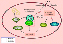 Graphical abstract: Autophagy and autophagy dysfunction contribute to apoptosis in HepG2 cells exposed to nanosilica