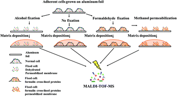 Graphical abstract: Aluminium foil as a single-use substrate for MALDI-MS fingerprinting of different melanoma cell lines