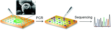 Graphical abstract: Digital PCR using micropatterned superporous absorbent array chips