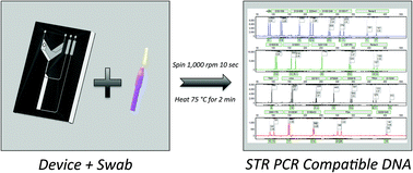 Graphical abstract: Microfluidic enzymatic DNA extraction on a hybrid polyester-toner-PMMA device