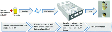 Graphical abstract: A portable immunomagnetic cell capture system to accelerate culture diagnosis of bacterial infections
