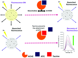 Graphical abstract: Development of a biosensing system for tacrine based on nitrogen-doped graphene quantum dots and acetylcholinesterase