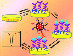 Graphical abstract: Enzymatically catalytic signal tracing by a glucose oxidase and ferrocene dually functionalized nanoporous gold nanoprobe for ultrasensitive electrochemical measurement of a tumor biomarker