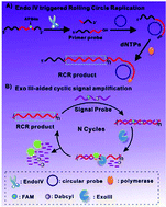 Graphical abstract: Endonuclease IV cleaves apurinic/apyrimidinic sites in single-stranded DNA and its application for biosensing