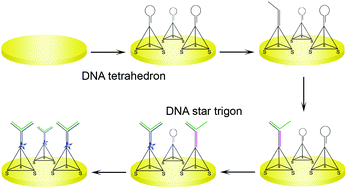 Graphical abstract: DNA tetrahedron and star trigon nanostructures for target recycling detection of nucleic acid
