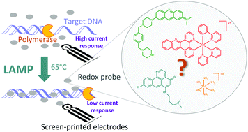 Graphical abstract: Real-time electrochemical LAMP: a rational comparative study of different DNA intercalating and non-intercalating redox probes