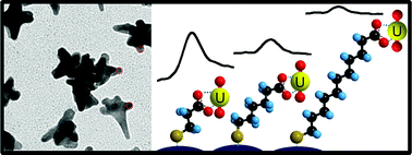Graphical abstract: SERS detection of uranyl using functionalized gold nanostars promoted by nanoparticle shape and size