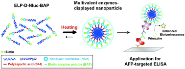 Graphical abstract: Design of luciferase-displaying protein nanoparticles for use as highly sensitive immunoassay detection probes