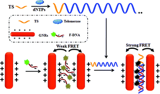 Graphical abstract: Homogeneous and ultrasensitive detection of telomerase activity via gold nanorod-based fluorescence resonance energy transfer