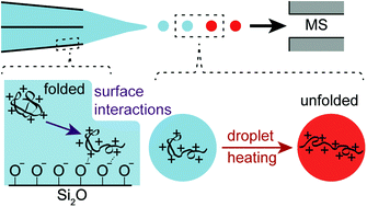 Graphical abstract: Electrothermal supercharging of proteins in native MS: effects of protein isoelectric point, buffer, and nanoESI-emitter tip size