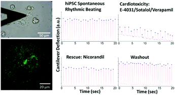 Graphical abstract: Evaluation of drug-mediated arrhythmic changes in spontaneous beating cardiomyocytes by AFM